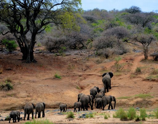 The Ultimate Journey: Unveiling the Mysteries of African Safari with National Geographic