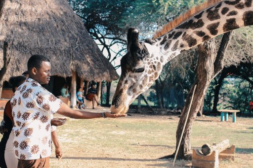 The Ultimate Guide to Affordable African Safari Adventures